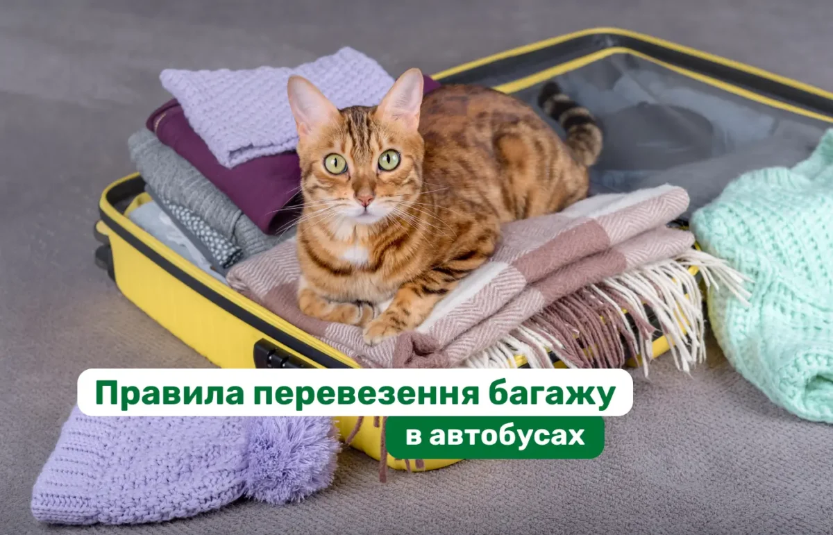 Extra Luggage, a Bicycle, or a Pet: How to Prepare for a Bus Trip